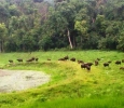 Live Show of the Ethnic Tribal Culture at Chapramari